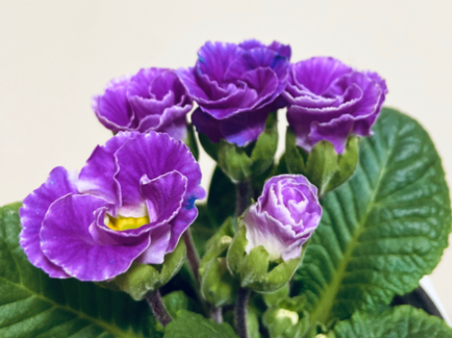 报春花怎么繁殖？可以用播种法和扦插法