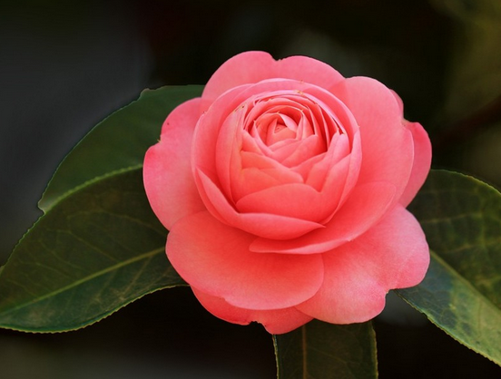 昆明市花是什么花？昆明的市花是云南山茶花，市树是玉兰