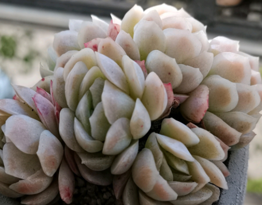 多肉植物播种注意事项   不同科的播种也稍有不同