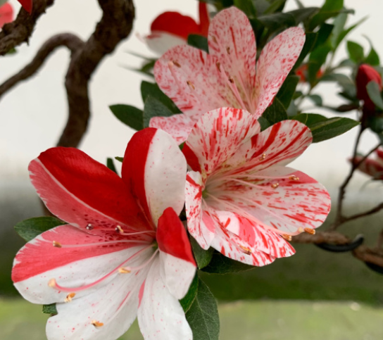 杜鹃花夏天怎么养？降温遮阴，适当修剪