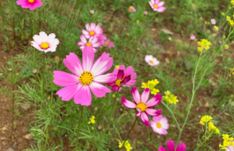 格桑花一年四季都可以种植吗？