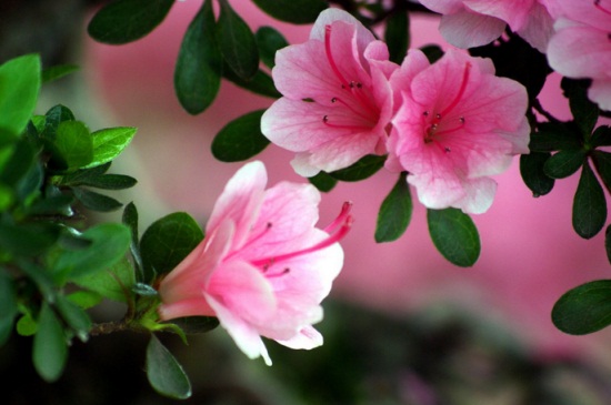 适合家里养的32种花，花朵艳丽好打理