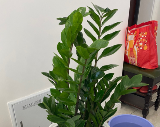 金钱树怎么浇水？在春秋要每周浇水