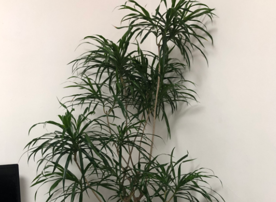 龙血树茎秆脱皮腐烂怎么办？多种条件相互作用而导致的