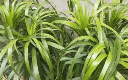 龙血树茎秆脱皮腐烂怎么办？多种条件相互作用而导致的