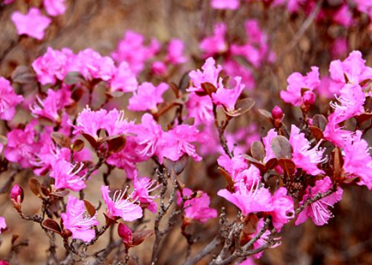 伊春市花是什么花？伊春的市花是兴安杜鹃，市树是红松