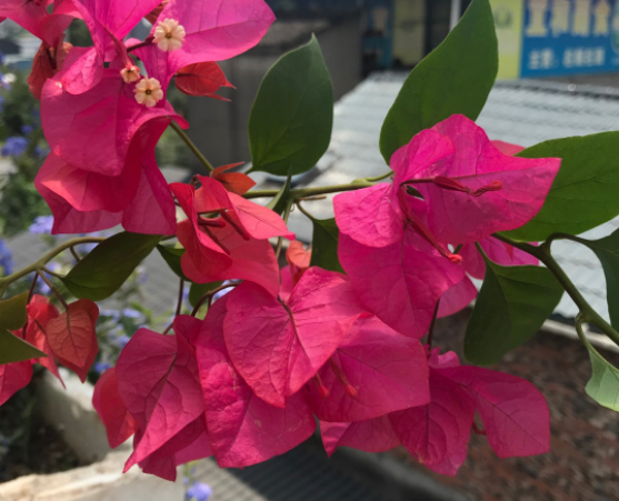 三角梅掉花掉叶子怎么办?主要由水肥管理不当造成