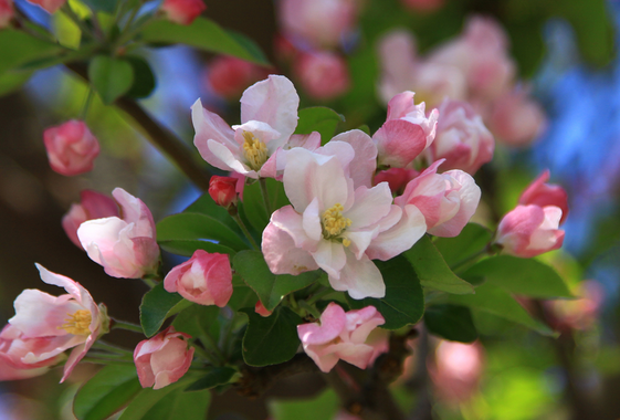 临沂市花是什么花？临沂的市花是临州海棠