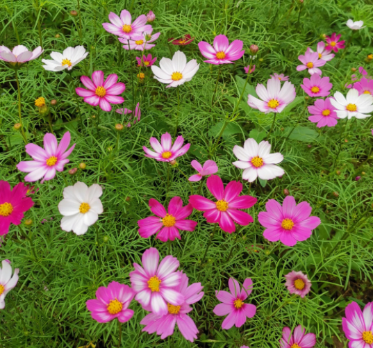 格桑花一年四季都可以种植吗？