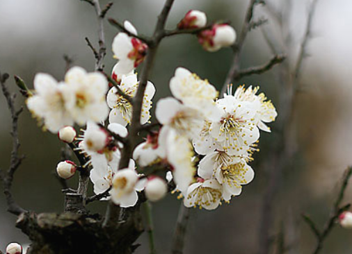 武汉市花是什么花？武汉的市花是梅花，市树是水杉