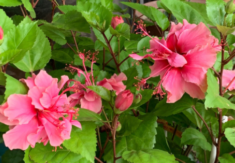 适合室内养的开花植物  5种花卉装饰家居