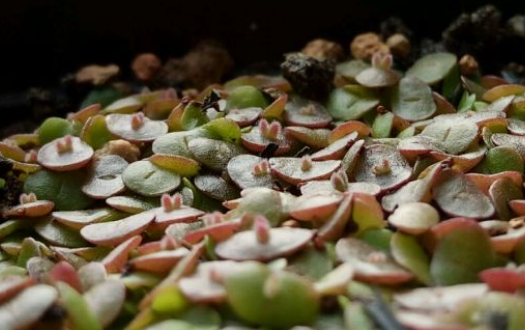 多肉植物播种注意事项   不同科的播种也稍有不同