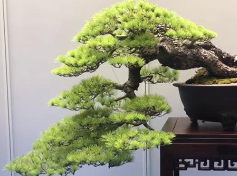 松树移栽,为什么成活比较困难?