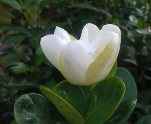 栀子花什么时间浇水 根据一年四季不同的变化来进行