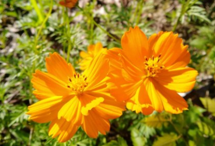 格桑花什么时候播种,在每年的4—5月份最适宜