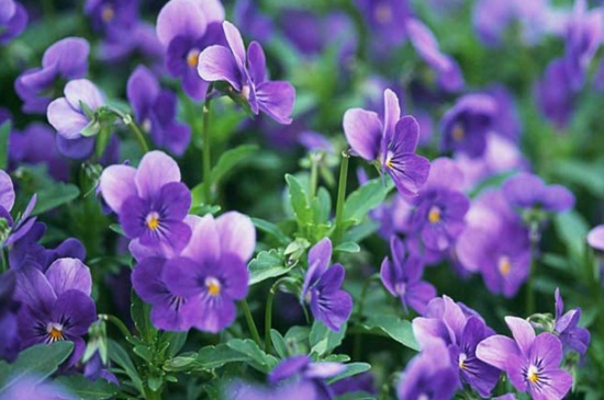 适合家里养的32种花，花朵艳丽好打理