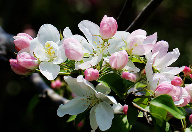 海棠种植方法和时间 种植时间是春秋季节