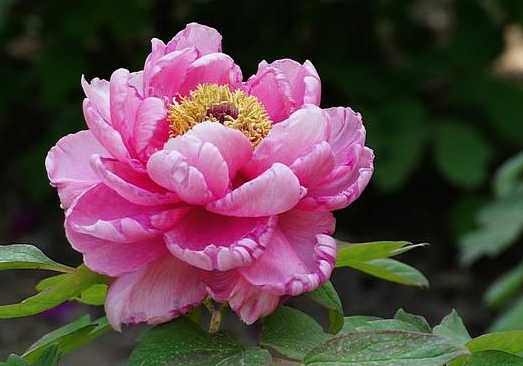 国花牡丹的种植技术    选用松散肥美砂质壤土