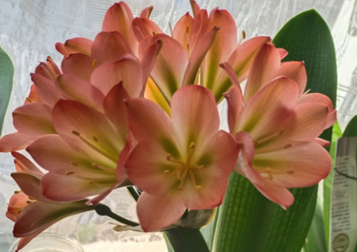君子兰不开花的原因，夏季忌强光照射
