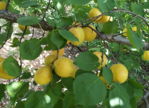 杏树的功效和作用 可以用来榨油