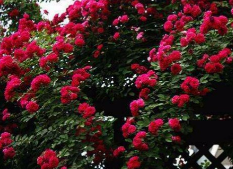 甜蜜红木香几年开花  需要养2-3年左右才会开花