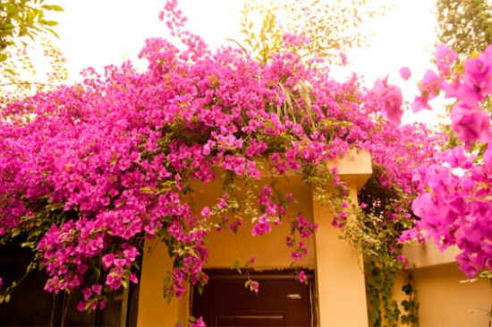 适合家里养的32种花,花朵艳丽好打理