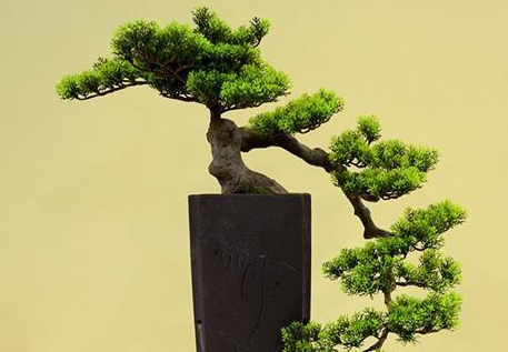 蓬莱松可以放卧室吗 会散发出一种香气