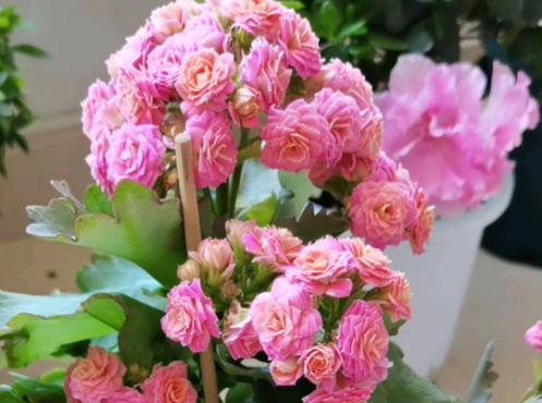 长寿花掉叶不开花,5个方面来解决