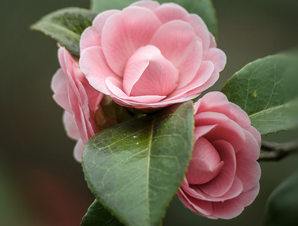 昆明市花是什么花？昆明的市花是云南山茶花，市树是玉兰