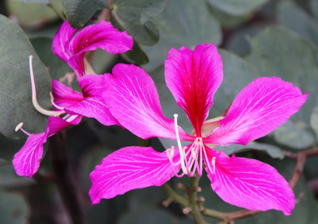 香港的市花是什么花？香港的市花是洋紫荆花