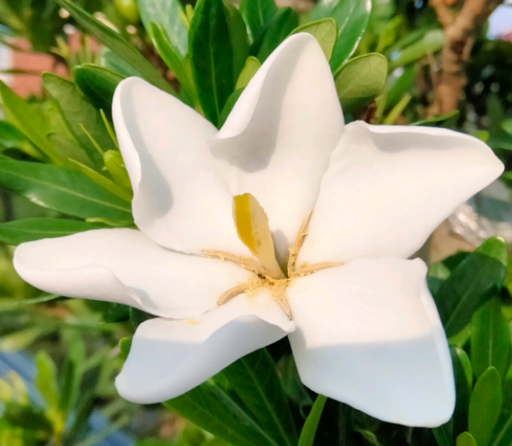 栀子花什么时间浇水 根据一年四季不同的变化来进行