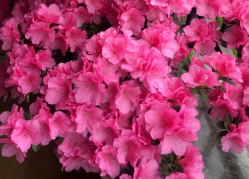 杜鹃花为什么掉叶子？主要有5个方面