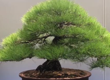 松树移栽,为什么成活比较困难?