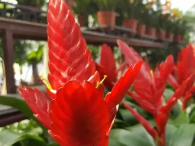 莺哥凤梨怎么养 补充阳光要根据季节变化