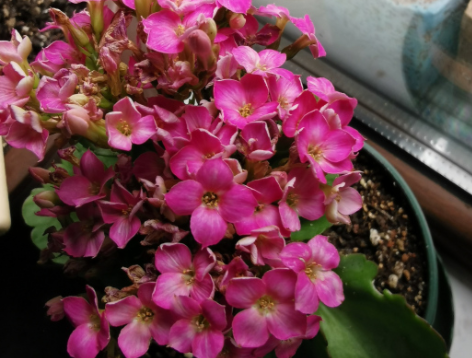 长寿花掉叶不开花，5个方面来解决