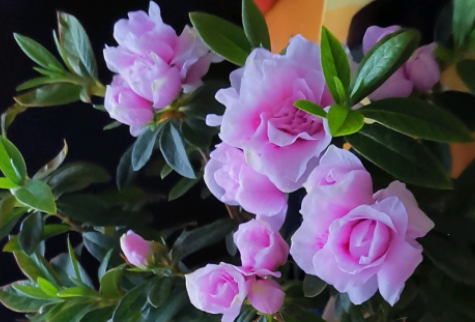 杜鹃花为什么掉叶子？主要有5个方面