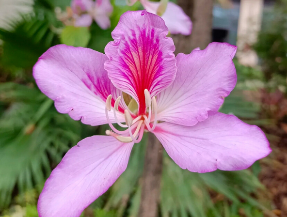 香港的市花是什么花？香港的市花是洋紫荆花