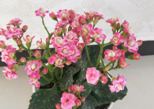 长寿花掉叶不开花,5个方面来解决