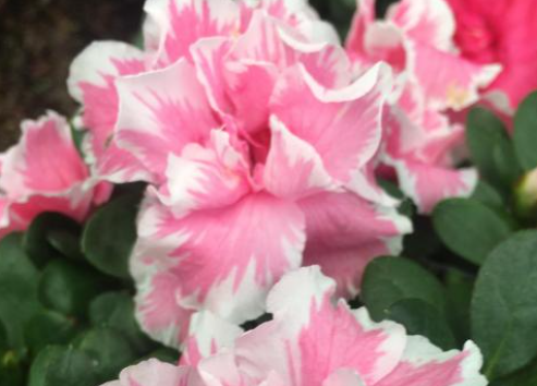 杜鹃花为什么掉叶子？主要有5个方面