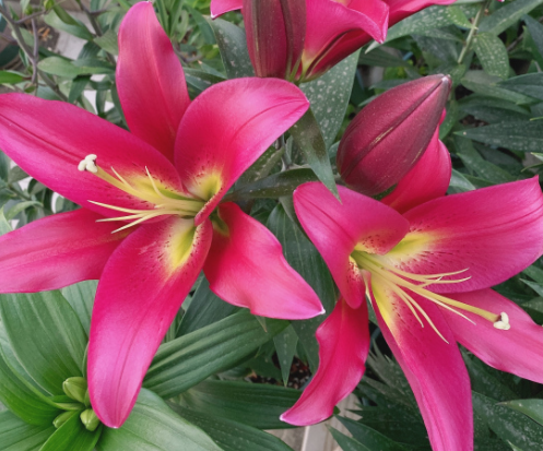 百合花为什么会不开花？球根保证质量好且较大的