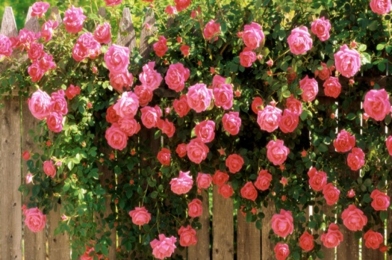 适合家里养的32种花,花朵艳丽好打理