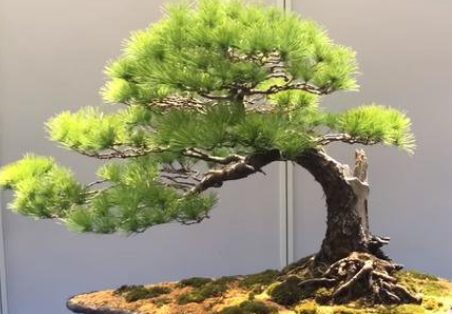 松树移栽,为什么成活比较困难?